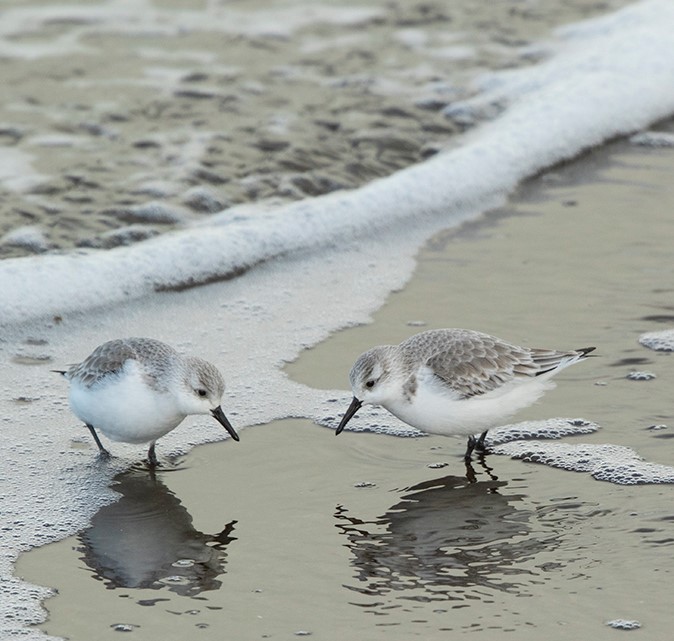 Strandslopers